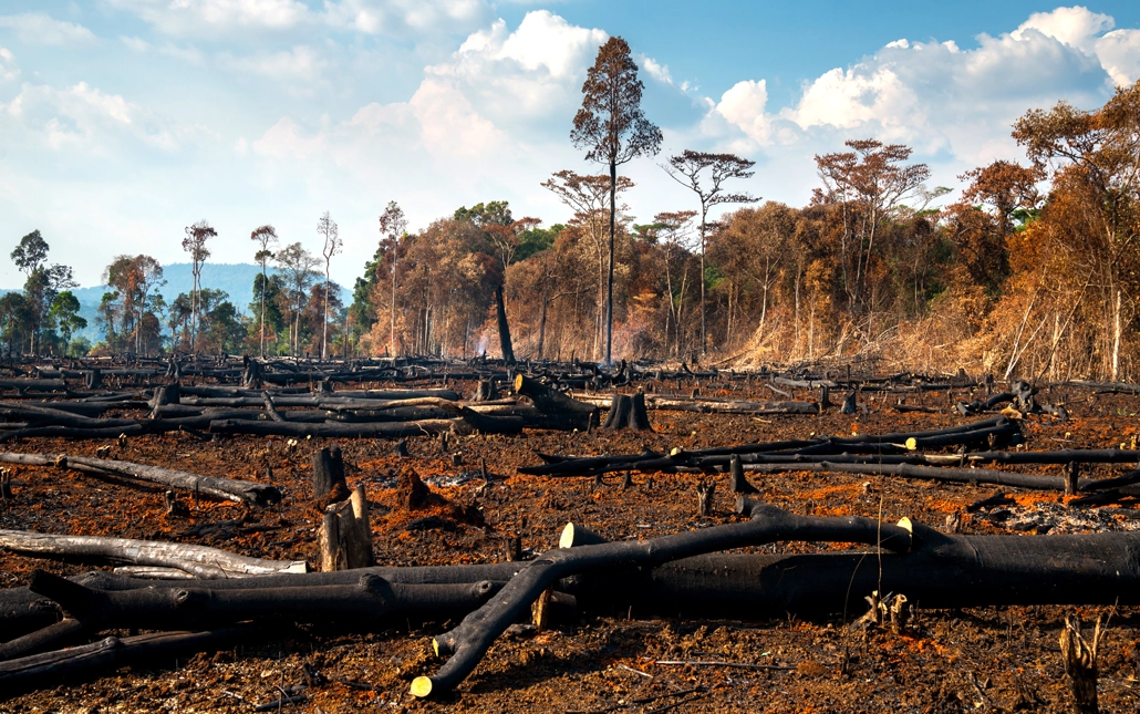 EUDR aims to eradicate deforestation from supply chains