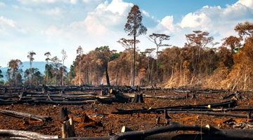 EUDR aims to eradicate deforestation from supply chains