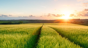 sunset over a barley field