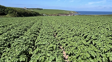 potato farm in West Wales